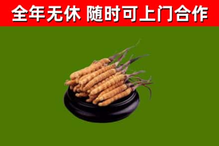 金塔县烟酒回收冬虫夏草.jpg