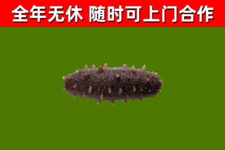 金塔县烟酒回收干海参.jpg